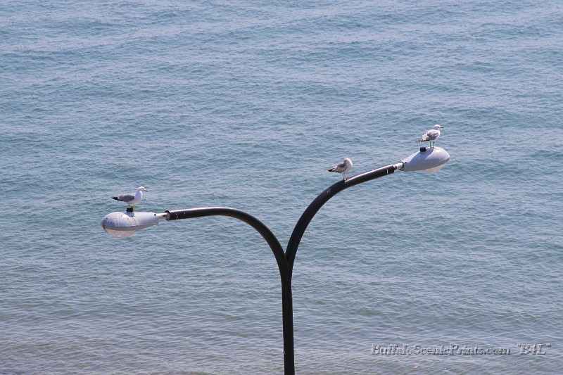 IMG_7991.jpg