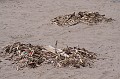 IMG_7824