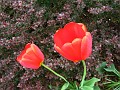 IMG_3769